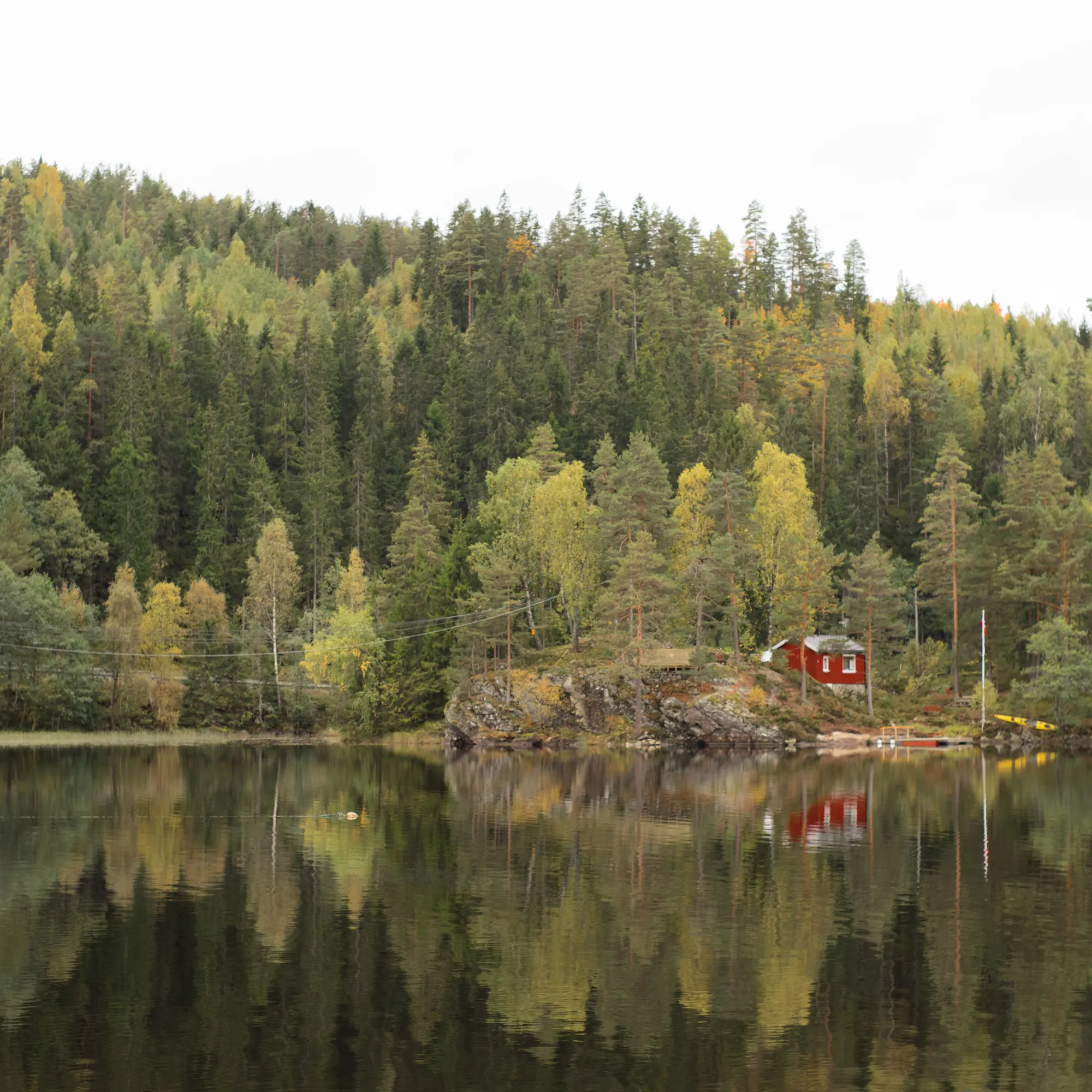 forêt scandinave
